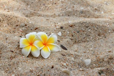 kum üzerinde beyaz frangipani çiçek.