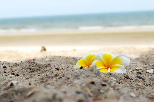 Flor de frangipani blanco sobre arena . —  Fotos de Stock