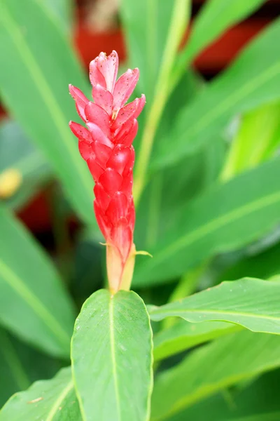 Galangal röda blommor. — Stockfoto