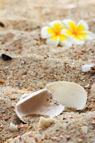 Witte frangipani bloem en shell op zand. — Stockfoto