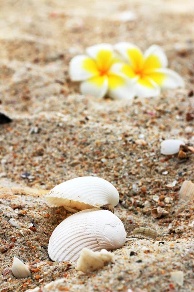 Fleur frangipani blanche et coquille sur sable . — Photo