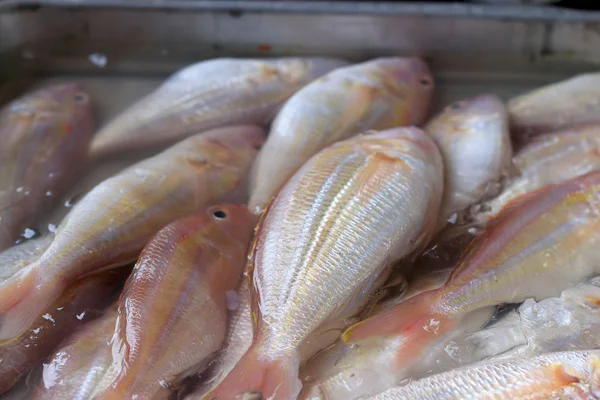 Pesce fresco sul mercato. — Foto Stock