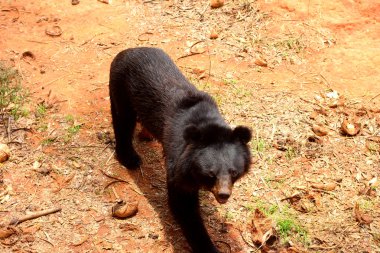 Ayılar sürüsü doğal