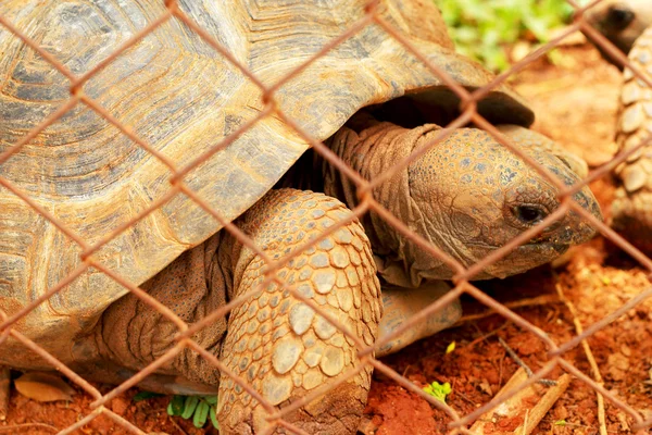 Crawling tortoise in the zoo — Stock Photo, Image
