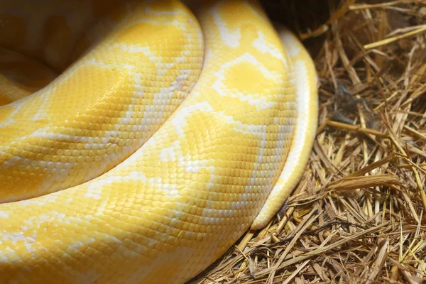 Albino orm på natur — Stockfoto