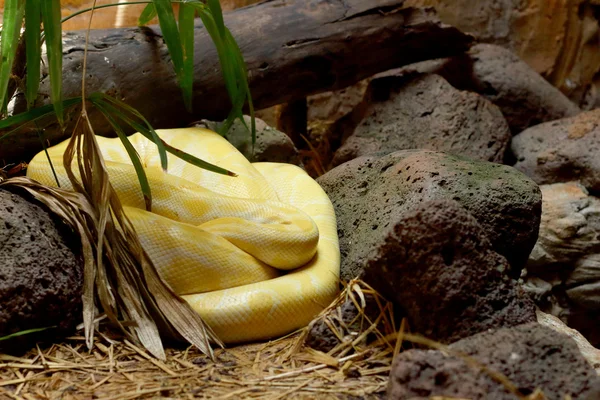 Serpiente albina sobre la naturaleza —  Fotos de Stock