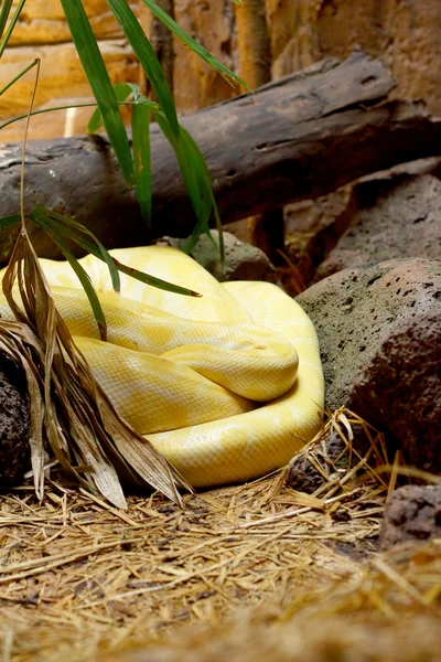 Serpiente albina sobre la naturaleza — Foto de Stock