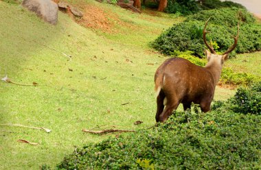 doğada Sika geyiği