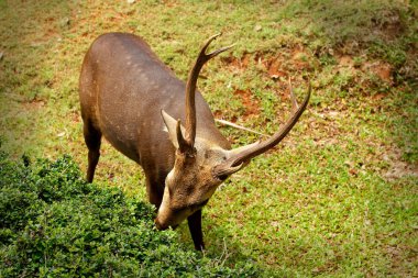 doğada Sika geyiği