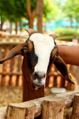 yakın çekim Keçi çiftliğinde