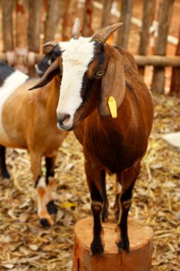 yakın çekim Keçi çiftliğinde