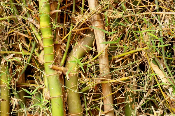 Bosque de bambú en la naturaleza —  Fotos de Stock
