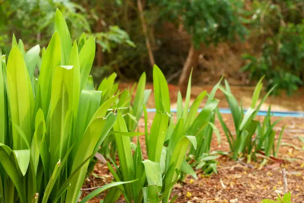 Doğada Pandanus avuç içi — Stok fotoğraf