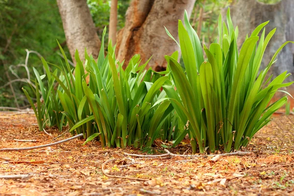 Pandanus palmas na natureza — Fotografia de Stock