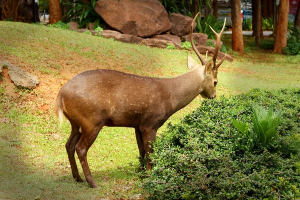 Cerf sika dans la nature — Photo