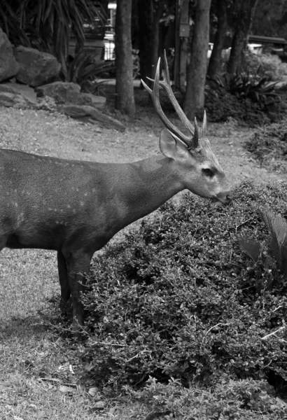 Sika deer in the nature — Stock Photo, Image