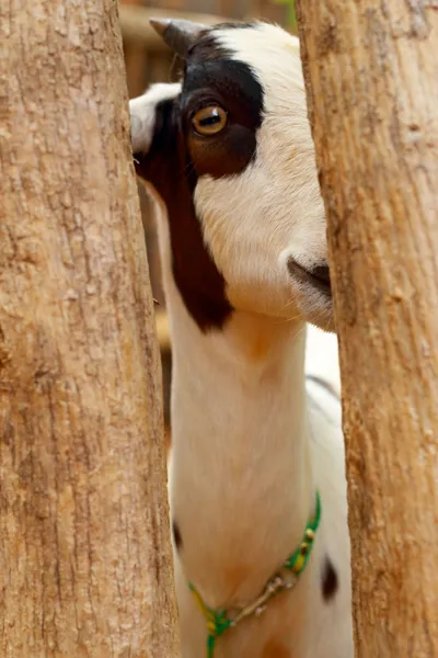Close-up geit in de farm — Stockfoto