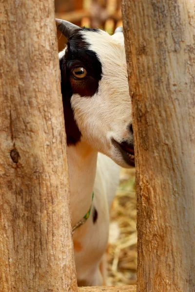 Close-up geit in de farm — Stockfoto