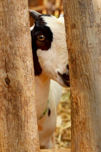 Primer plano cabra en la granja — Foto de Stock