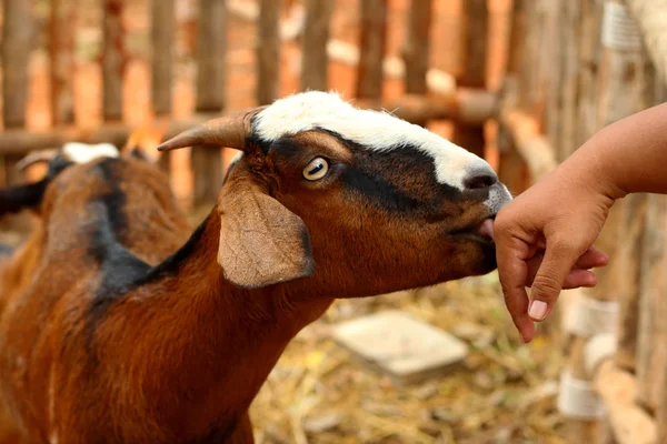 Gros plan chèvre à la ferme — Photo