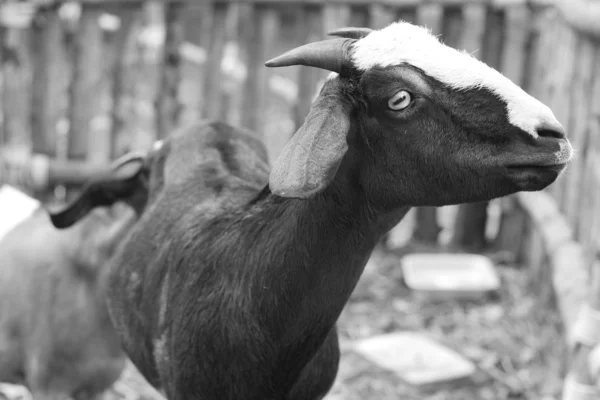 Close-up geit in de farm — Stockfoto