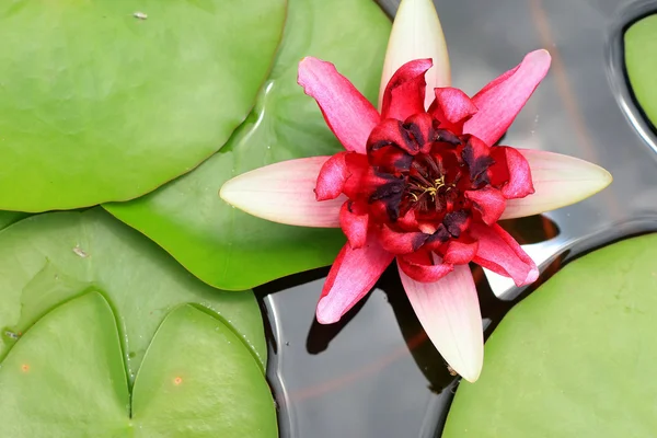 Roze lotusbloemen in de natuur — Stockfoto