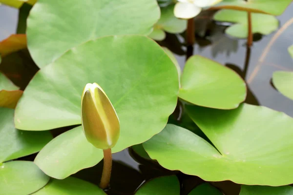 Lotus leaves in nature — Stock Photo, Image