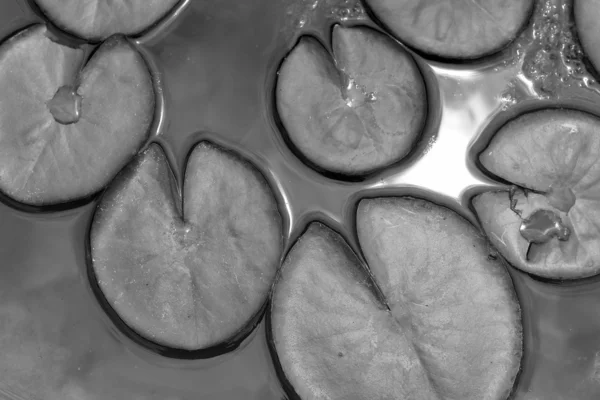Foglie di loto in natura — Foto Stock