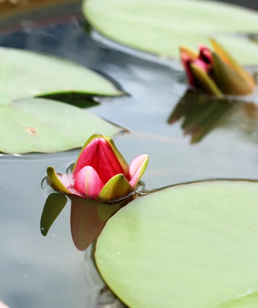 Pink lotus flowers in the nature — Stock Photo, Image