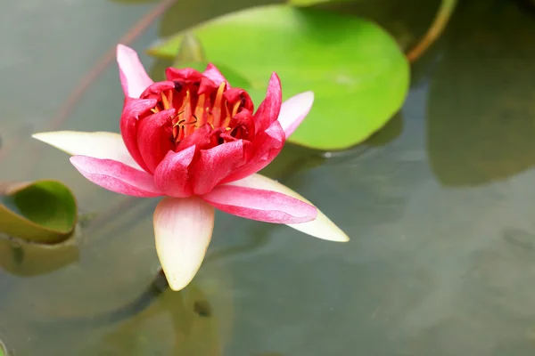Flores de loto rosa en la naturaleza —  Fotos de Stock