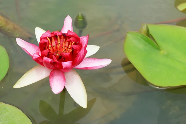 Rosa Lotusblüten in der Natur — Stockfoto