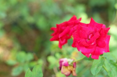 Bahçede kırmızı gül çiçekleri