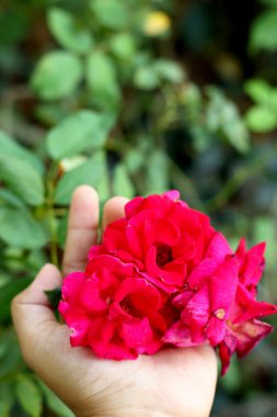 elinde kırmızı gül