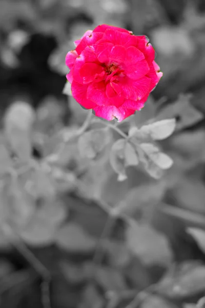 Rote Rosenblüten im Garten — Stockfoto