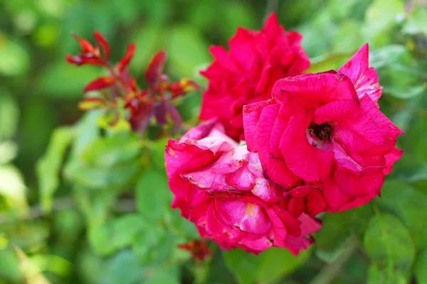 Czerwone róże kwiaty w ogrodzie — Zdjęcie stockowe