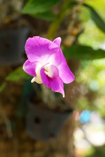 Pink orchids in nature — Stock Photo, Image