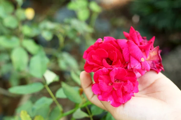 Rosa rossa in mano — Foto Stock