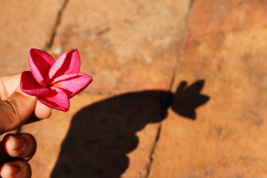 Kırmızı frangipani çiçek 