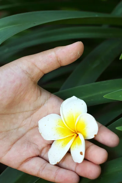 Белый цветок франджипани в природе — стоковое фото