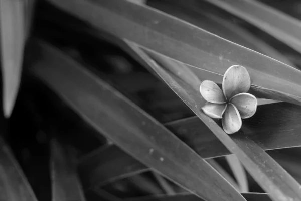 Flor de frangipani rojo —  Fotos de Stock