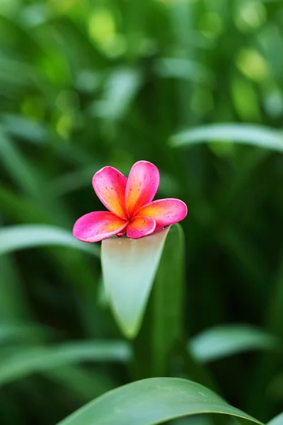 Röd frangipani blomma — Stockfoto