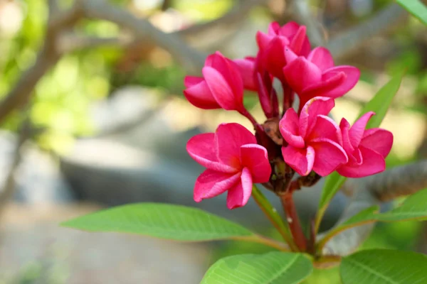 Kwiat frangipani czerwony drzewo — Zdjęcie stockowe