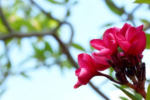 Rode frangipani bloem op boom — Stockfoto