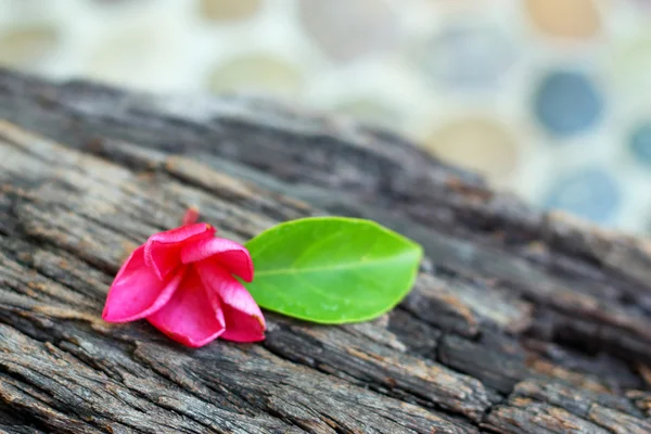 Röd frangipani blomma — Stockfoto