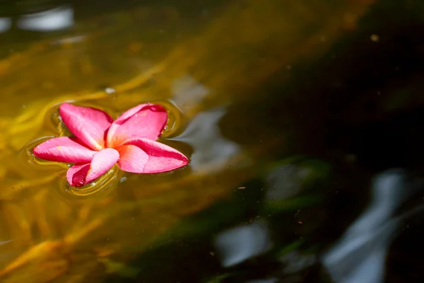 Fleur frangipani rouge — Photo