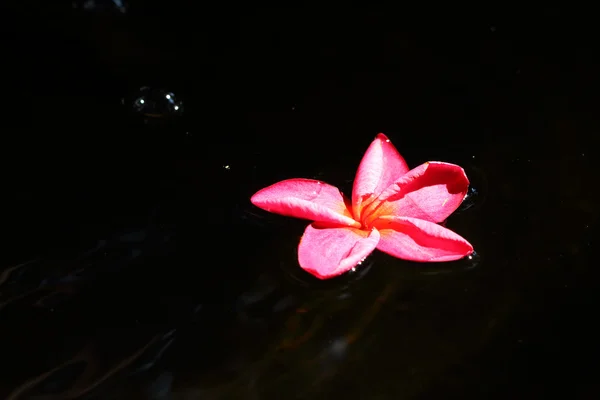 Röd frangipani blomma — Stockfoto