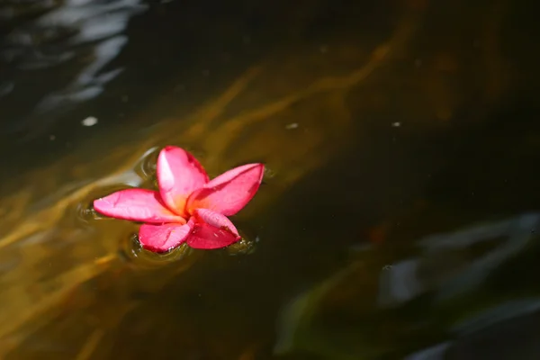 Flor vermelha de frangipani — Fotografia de Stock