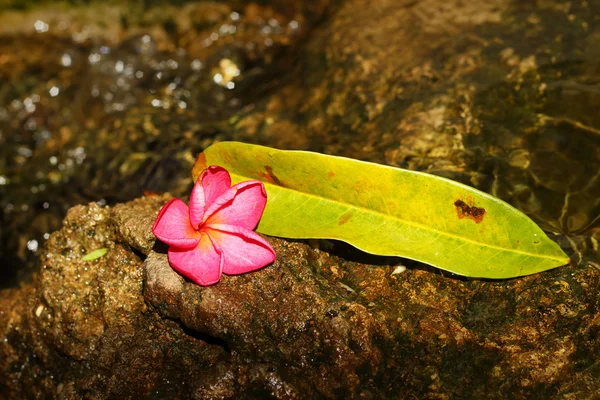 Red frangipani flower — Stock Photo, Image