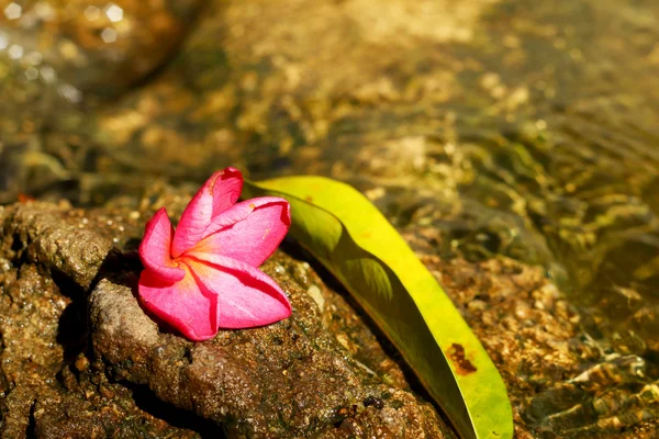 Röd frangipani blomma — Stockfoto