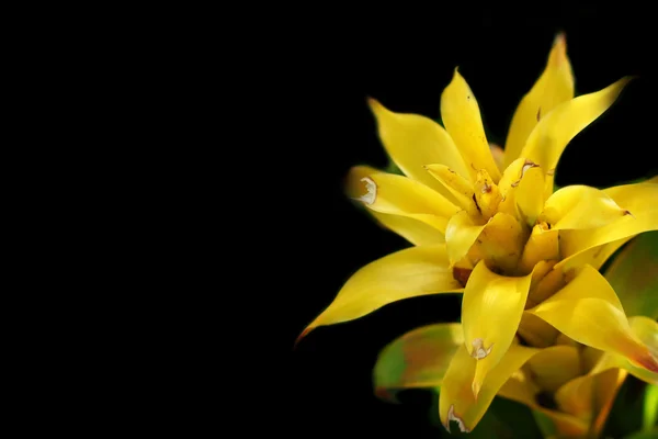 Flores de bromelias en la naturaleza —  Fotos de Stock